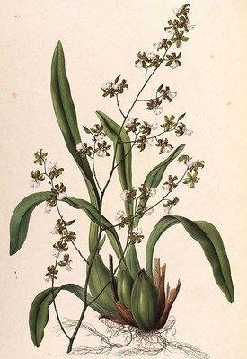 3406
<br/>
The orchidaceae of Mexico and Guatemala.
<br/>
<em></em>